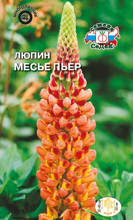 Семена цветов - Люпин Месье Пьер 0,2 г - 2 пакета