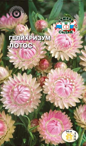 Семена цветов - Гелихризум Лотос 0,2 г - 2 пакета